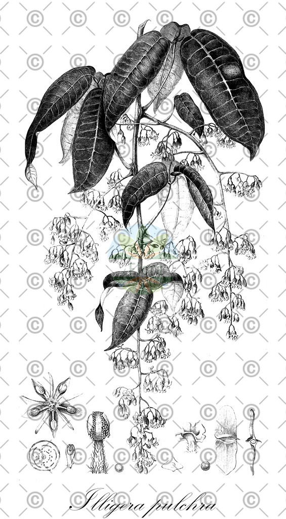 HistAbb_wfo-1000018796_1_ENZY_Simple | Historische Abbildung von Illigera pulchra - Hernandiaceae | Historical Illustration of Illigera pulchra - Hernandiaceae