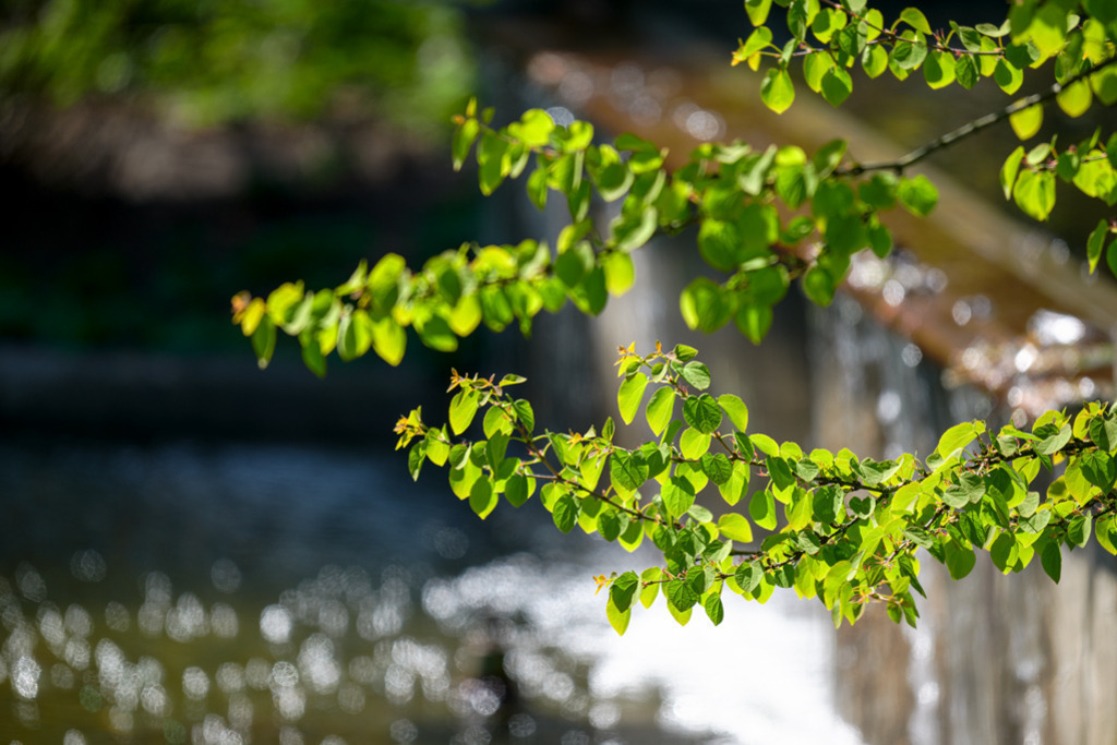 Zweige am Wasserfall | Leuchtend grün schwingen die Blätter im Frühjahr an den Zweigen. Im Hintergrund ist der Wasserfall in einem Park zu erkennen. — Auflösung des Originals: 8256 x 5504 px. - Realisiert mit Pictrs.com