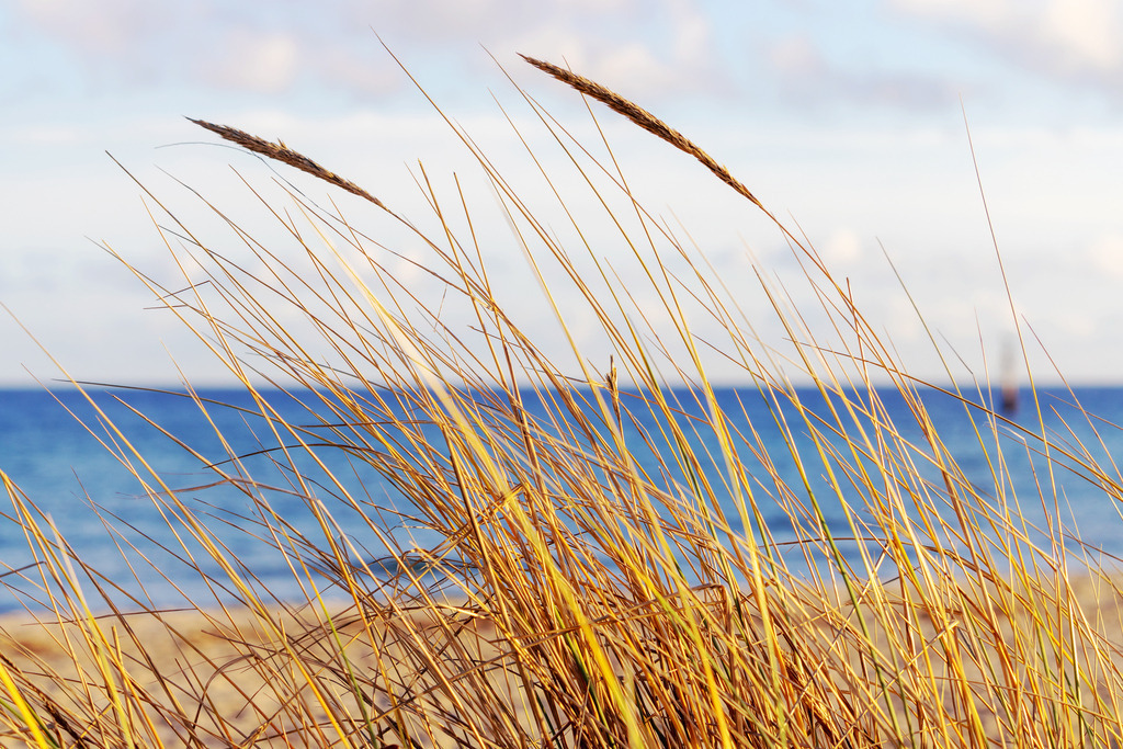 Wandbild: Strandhafer am Strand in Damp | Auf diesem Wandbild im Querformat ist Strandhafer am Strand in Damp zu sehen. In der Unschärfe befindet sich das Meer. Am Himmel in der Unschärfe befinden sich einige Wolken. - Realisiert mit Pictrs.com