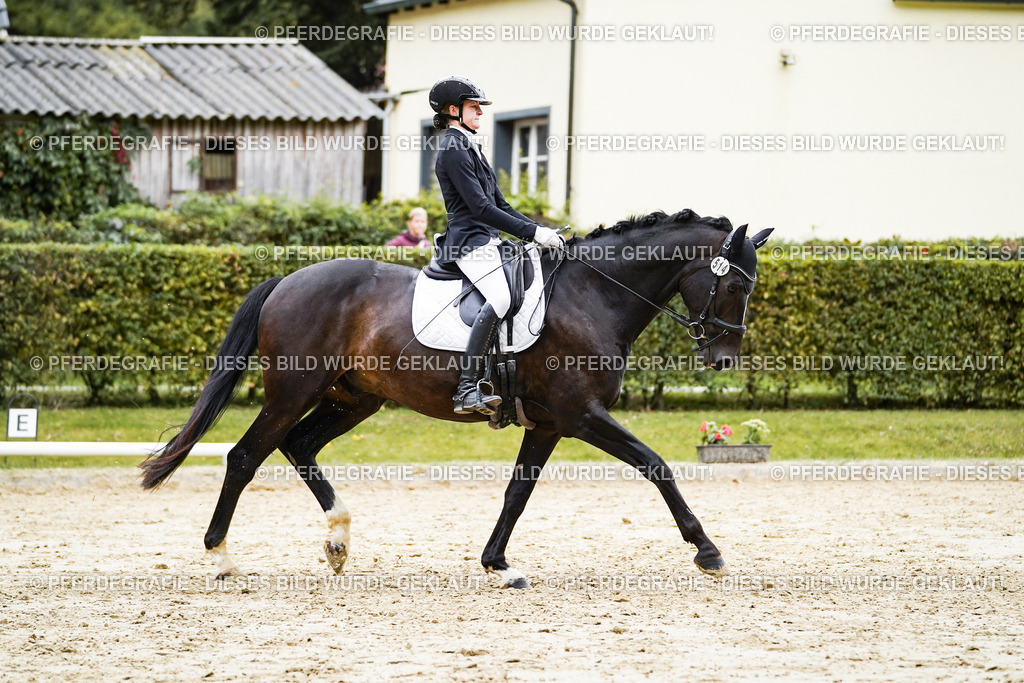 DSC07692 | Pferdegrafie