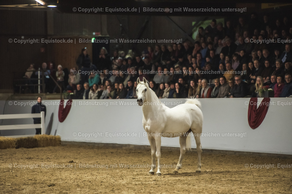 20240302_Hengstvorstellung_Marbach_TOMsPiC_1186 | equistock