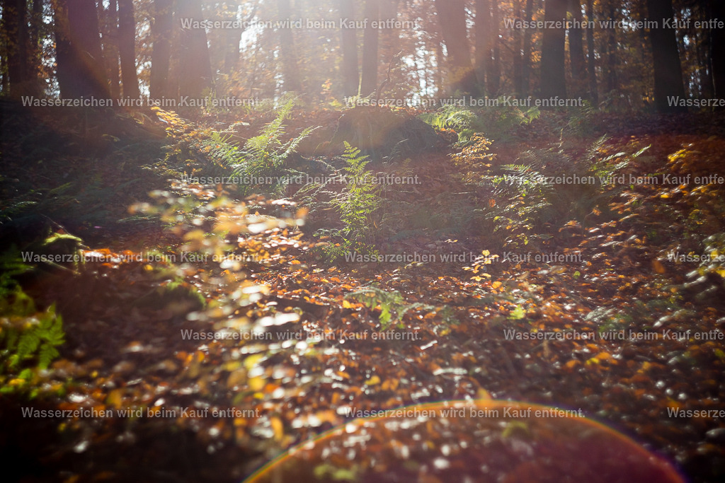 Achtsamkeitsschlüssel | Die Botschaft zum Bild lautet: Achte und ehre deinen Tag, den Tag, den Wald, die Natur, dein Sein, dein Leben. So viel auf einmal? Doch so einfach.Fokussiere dich auf eine Sache jetzt im Moment und fühle die Dankbarkeit. Dieses Bild verstärkt die Dankbarkeit, diese Energie dazu.Gerne kannst du darüber meditieren und wir geben dir Hinweise auf deine Fragen mit diesem Bild. Öffne dich, atme, meditiere.