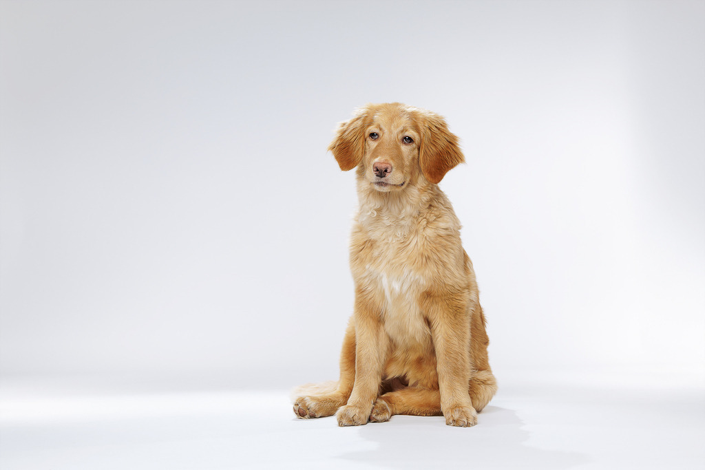 Welpen Hundeshooting | Welpen Fotografie und Hundeshooting, Bremen Blumenthal und um zu.