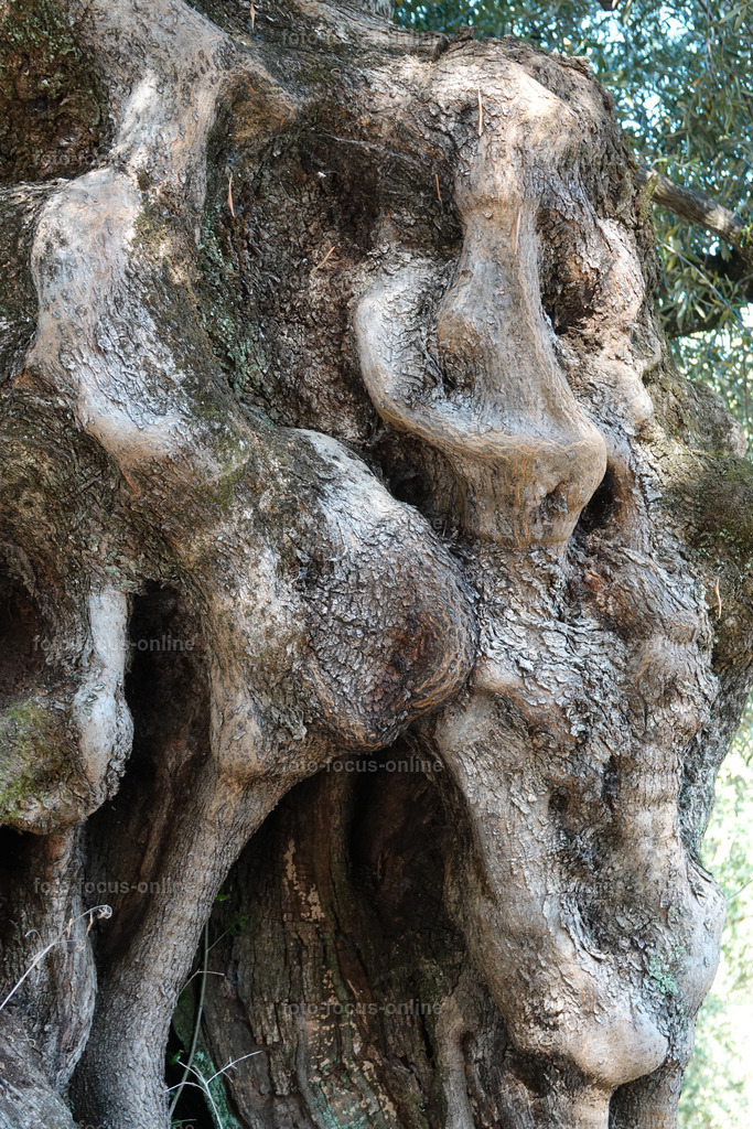 Stories of the Ancient Olive Trees | Ancient Olive Trees