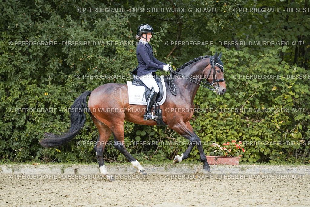 DSC06539 | Pferdegrafie