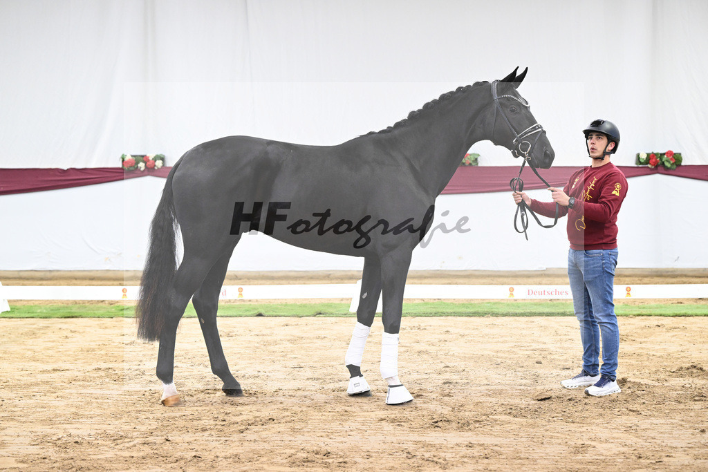 Kat-Nr. 51 Fuerst Samarant x De Niro_Mathieu Beckmann_47251898 | hf-fotografie - Realisiert mit Pictrs.com