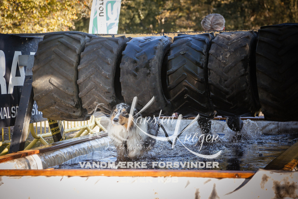 0958_ZZ92336 | kk-dogfotos