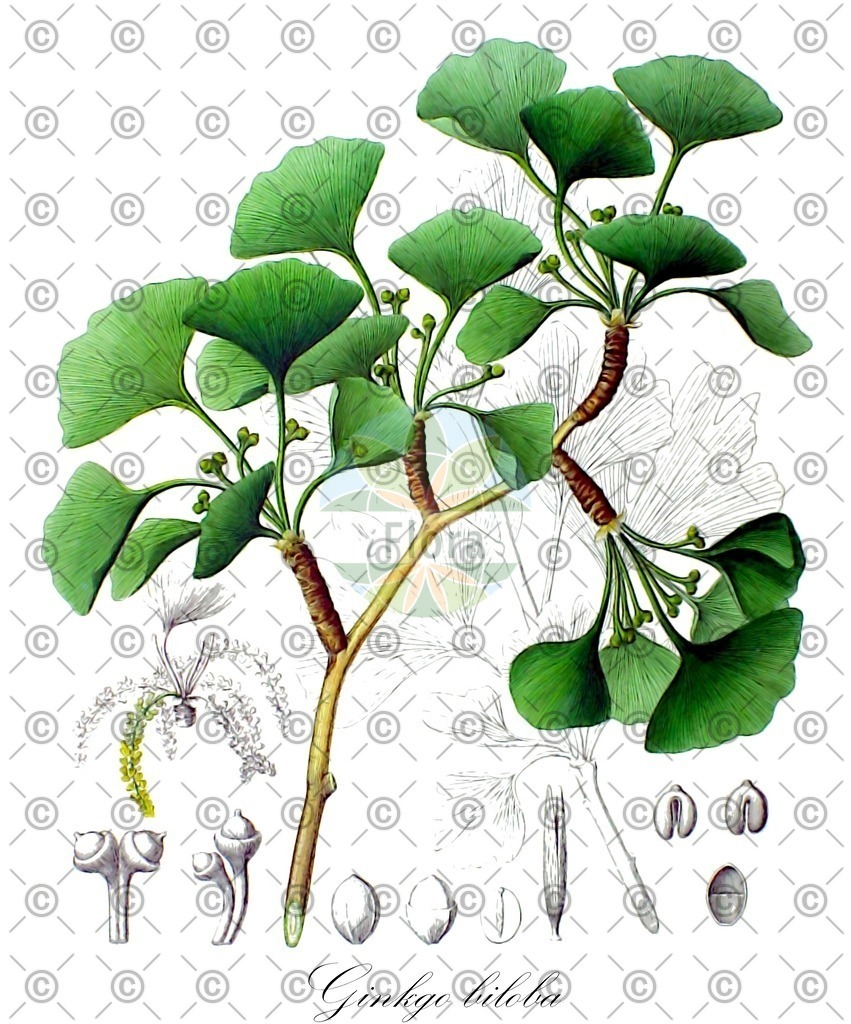 HistAbb_wfo-0000703336_1_ENZY_Simple | Historische Abbildung von Ginkgo biloba - Ginkgoaceae | Historical Illustration of Ginkgo biloba - Ginkgoaceae (maidenhair-tree;maidenhair tree)