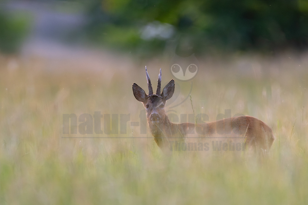R6NF9741_20250619 | Ein Rehbock (Capreolus capreolus) steht in einem Feld mit hohem, hellem Gras und blickt aufmerksam in die Kamera. Sein braunes Fell hebt sich leicht von den hellgrünen und gelblichen Grashalmen ab, die den unteren Teil seines Körpers verdecken. Die kleinen, verzweigten Geweihe sind deutlich zu erkennen. Im unscharfen Hintergrund sind grüne Bäume und ein heller, möglicherweise bewölkter Himmel oder eine Straße zu sehen. Es sind keine spezifischen Interaktionen erkennbar; das Tier scheint allein zu sein und die Umgebung zu beobachten. - Realisiert mit Pictrs.com