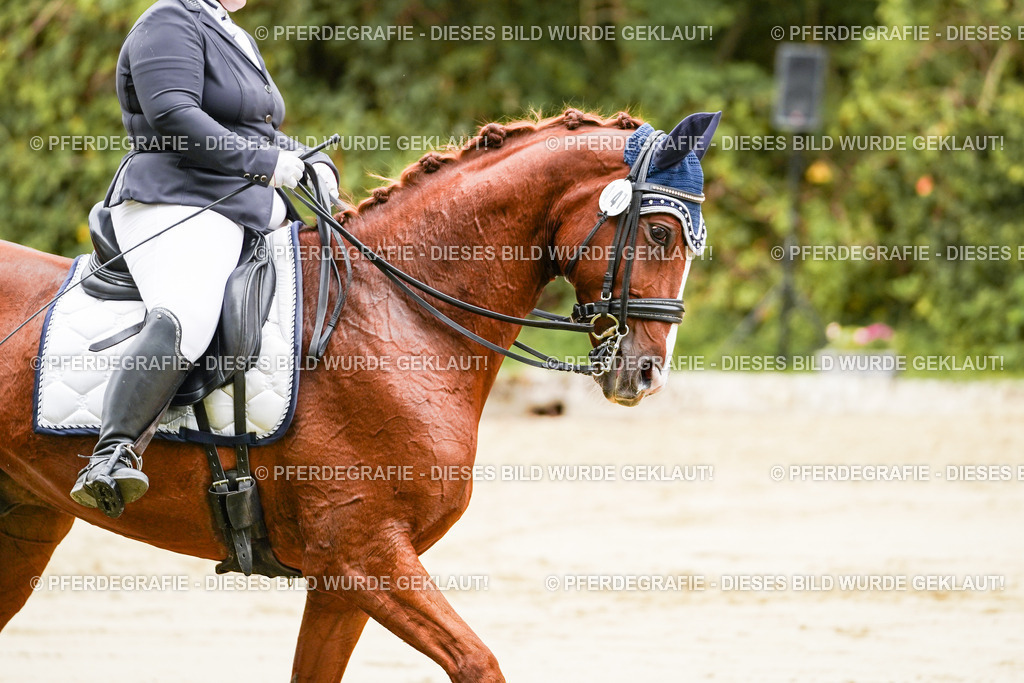 DSC03100 | Pferdegrafie