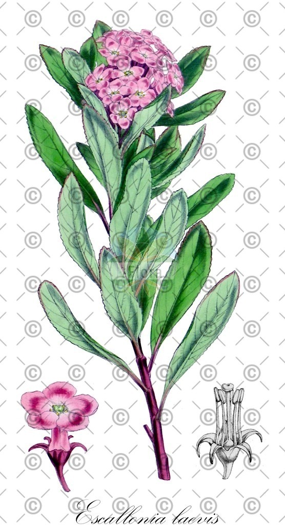 HistAbb_EMP_93401_1_SIMPLE | Historische Abbildung von Escallonia laevis - Escalloniaceae | Historical Illustration of Escallonia laevis - Escalloniaceae