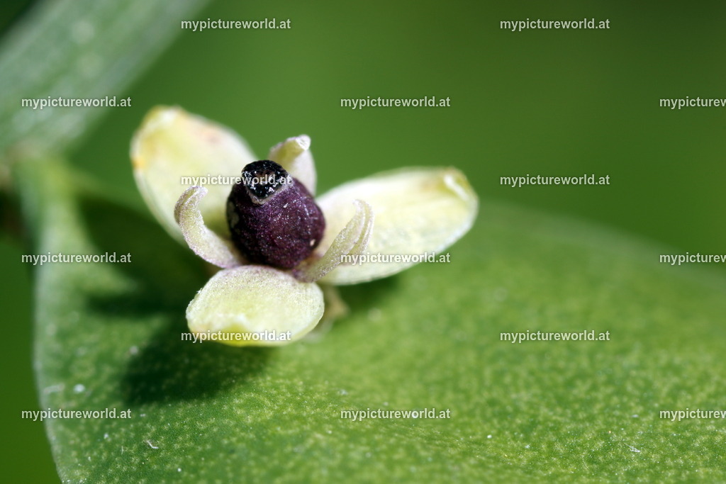 Stechender Mäusedorn-004 | Das Bilderarchiv über Tiere, Planzen und Landschaften. In der Bilddatenbank finden Sie ein große Auswahl an hochwertigen Bilder für Ihre Werbung - Realisiert mit Pictrs.com