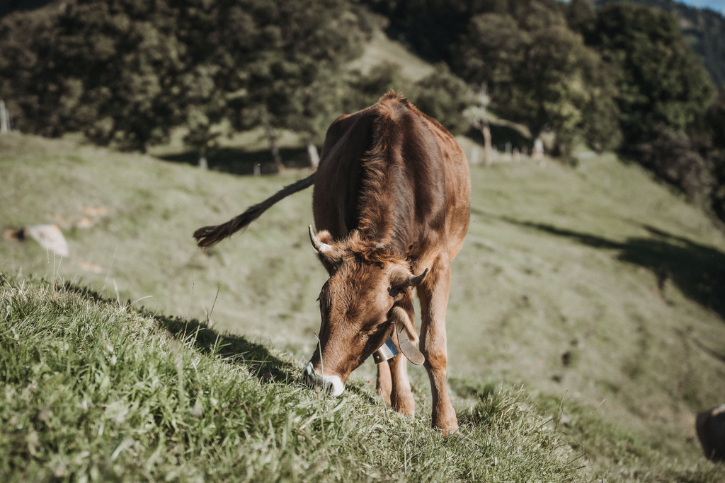 Engagement_Rigi_Nici_Salo-46 | Galerie und Shopsystem von www.emotive-photography.de - Realisiert mit Pictrs.com