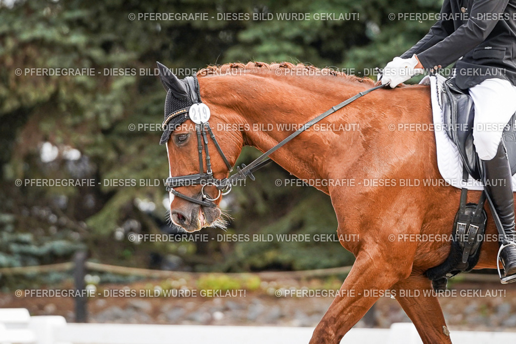 DSC01572 | Pferdegrafie