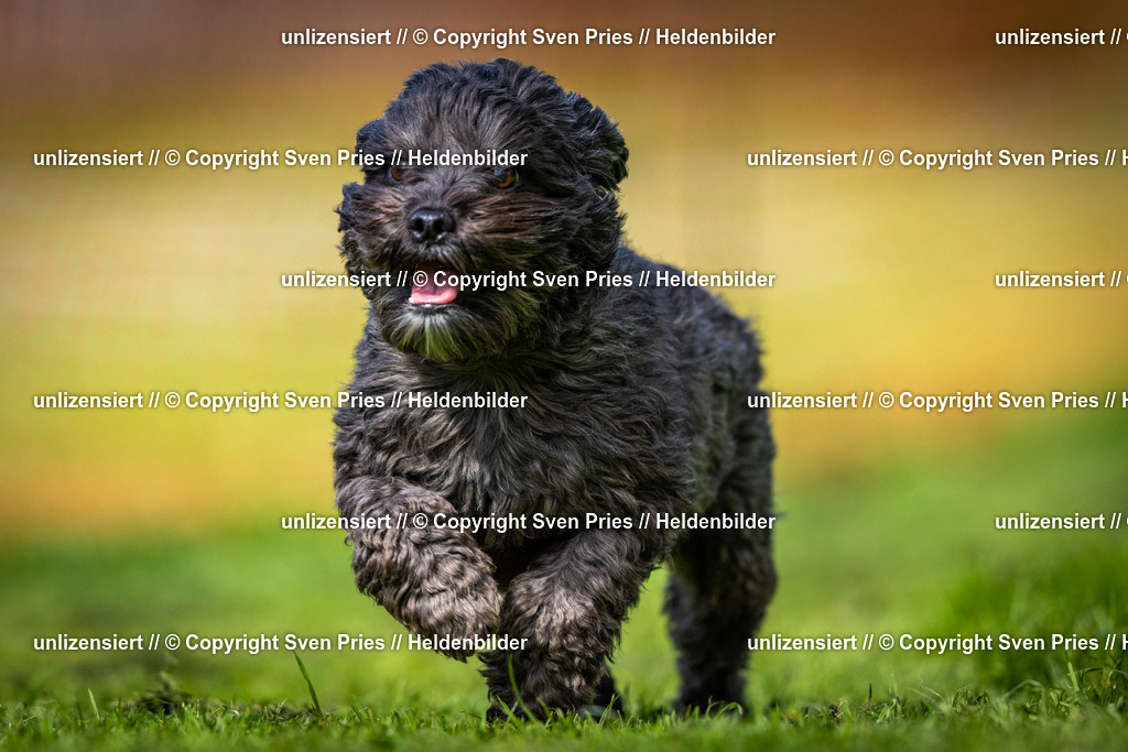 Sven Pries | 2025-04-13 - Hunderennen Baden-Baden - Realisiert mit Pictrs.com