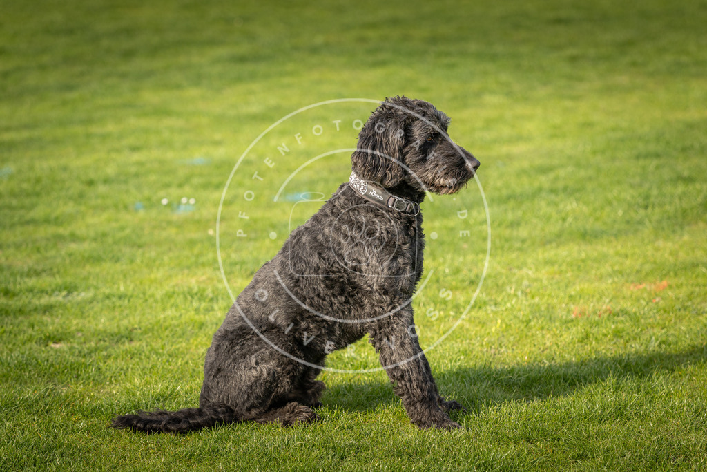 Pfotenfotografie_DV3A4798 | Hundefotografie, Tierfotograf, Pfotenfotografie, Fotoshooting Hund, Hunde Portrait, Hundesport, Hundeportraits, Heideshooting, Hunde, Sportfotograf, Hundefotograf, Turnierhundsport, THS,  - Realisiert mit Pictrs.com