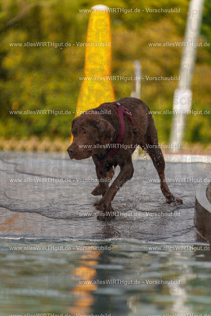 Hundeschwimmen_Grefrath_2026-allesWIRTHgut_Tierfotografie-11_10-7R503185 | Professionelle Tierfotografie in Mönchengladbach von Daniel Wirth (allesWIRTHgut). Liebevolle & natürliche Bilder von Hunden & Katzen für unvergessliche Erinnerungen.