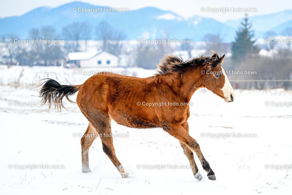 Slowakei_ Durcina_ Ranch Simba_ 06.01.2026-10 | 06.01.2026, Rajec, SVK, Themenbild, Pferde, im Bild Pferd, Pferde, Stute, Hengst, Fohlen, Quarter Horse, Ranch, Weide, Hof, Wiese, Stall, Nutztier, Tier, Winter, Schnee