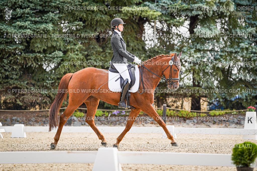 DSC08461 | Pferdegrafie