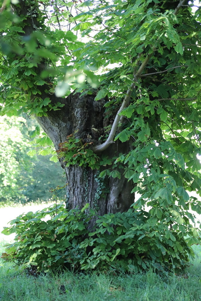 Tree waiting for company close up | Naturskulptur