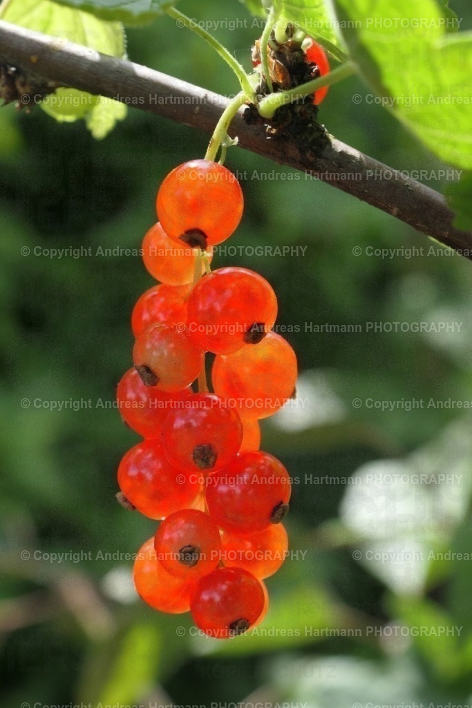 Rote Johannisbeeren | Rote Johannisbeeren - Realisiert mit Pictrs.com