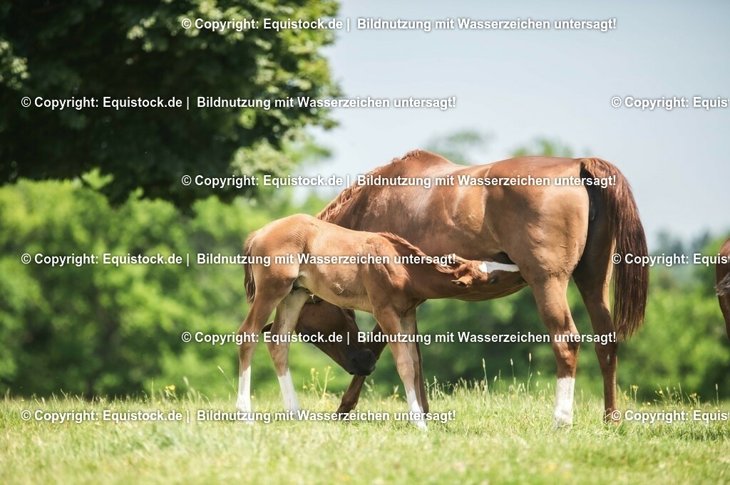 20210617_Fohlen_0278 | Foto: Thomas Hartig