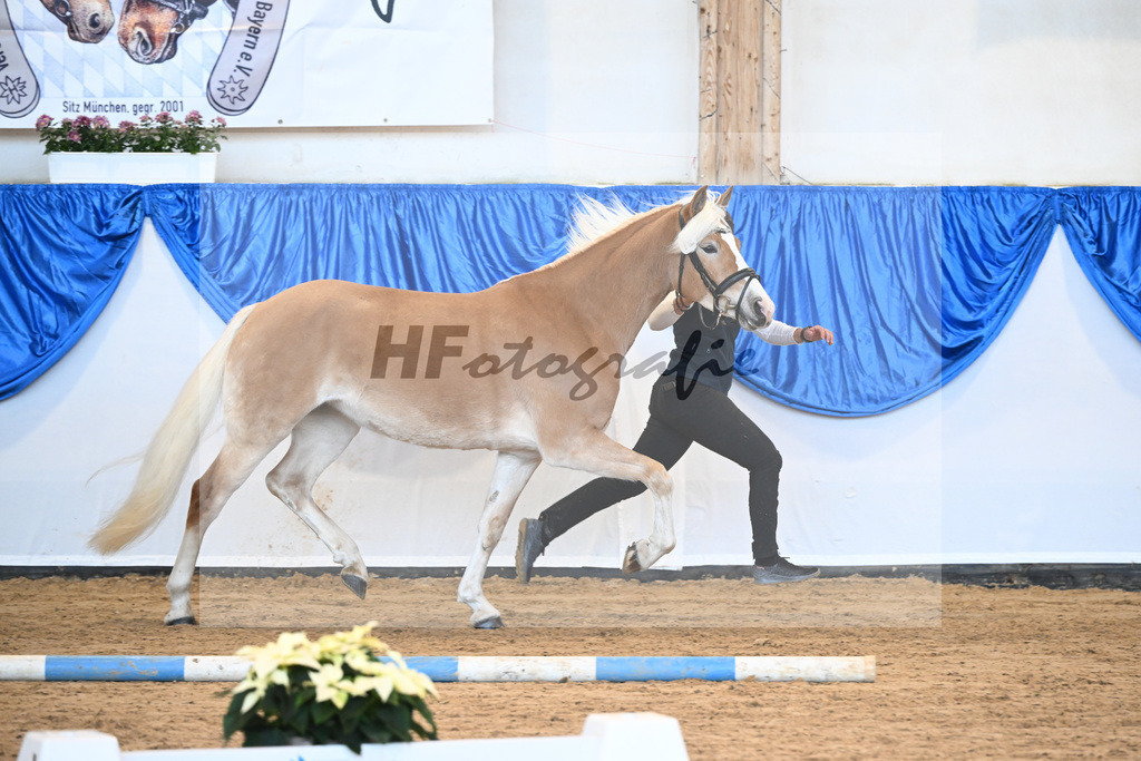 Bl. Band Kat-Nr. 12 Luna K v. Salto_Kerscher_48241177 | hf-fotografie - Realisiert mit Pictrs.com