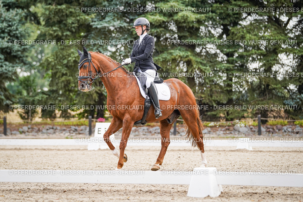 DSC01277 | Pferdegrafie