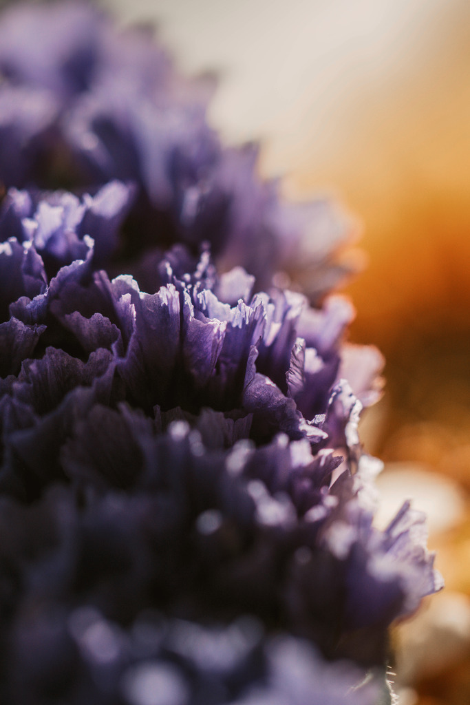 Makro_Nov_2023_20 | Du suchst natürliche und atmosphärische Prints oder Leinwanddrucke? In diesem Shop gibt es alles, nur kein Mainstream. - Realisiert mit Pictrs.com