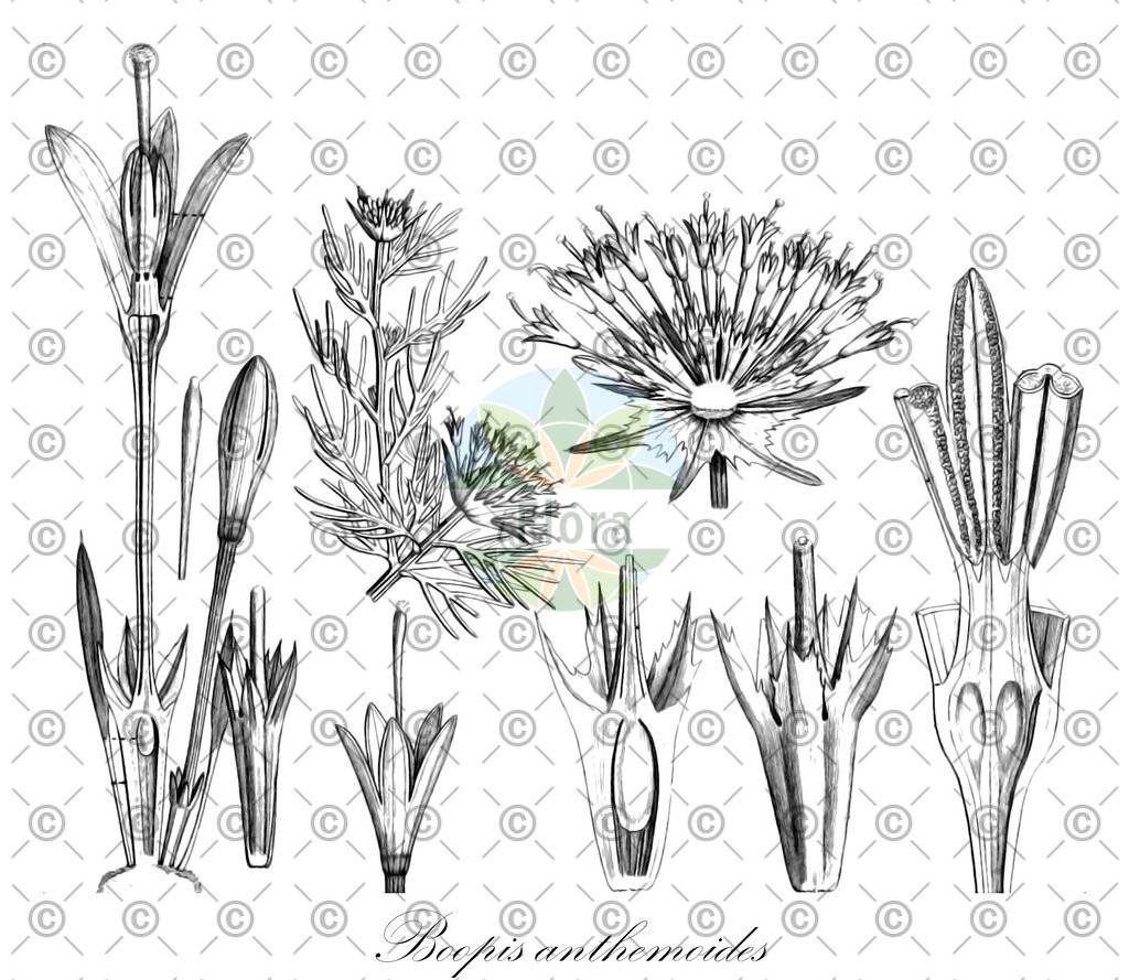 HistAbb_wfo-0000568848_2_ENZY_Simple | Historische Abbildung von Boopis anthemoides - Calyceraceae | Historical Illustration of Boopis anthemoides - Calyceraceae