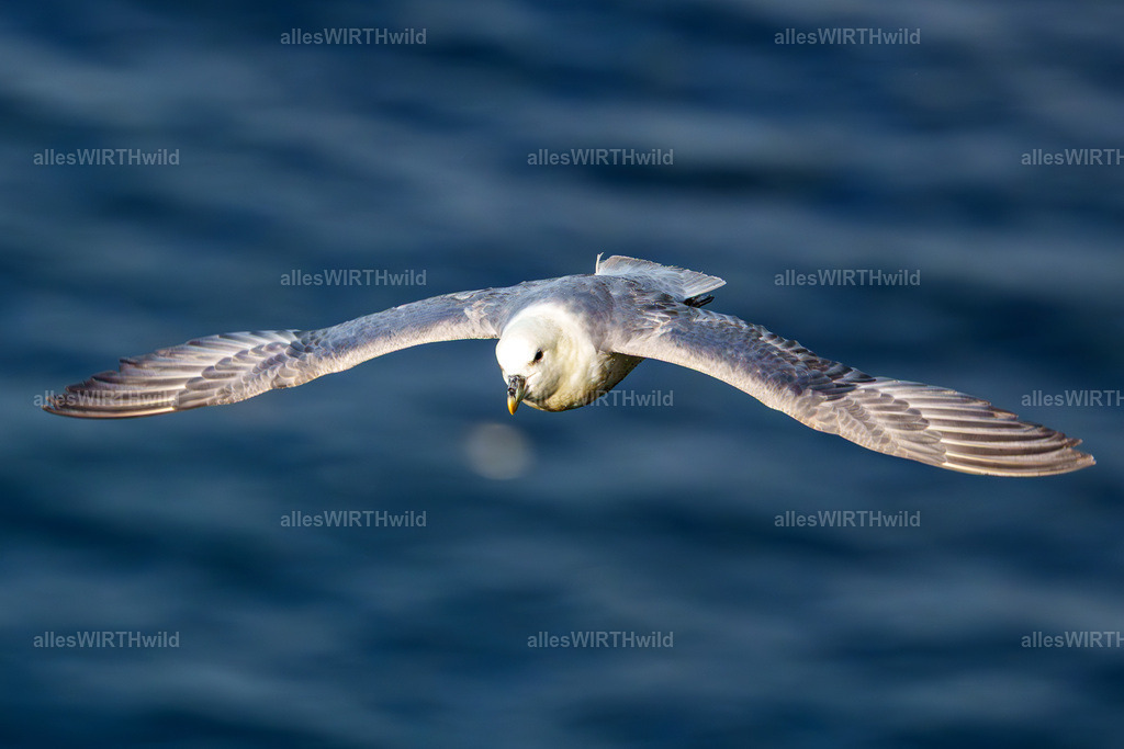 Daniel Wirth - www.allesWIRTHwild.de -7IV01487 | Entdecke die faszinierende Welt der Natur- und Wildlife-Fotografie von Daniel und Bärbel. Inspirierende Bilder von wilden Tieren und kleinen Naturwundern.