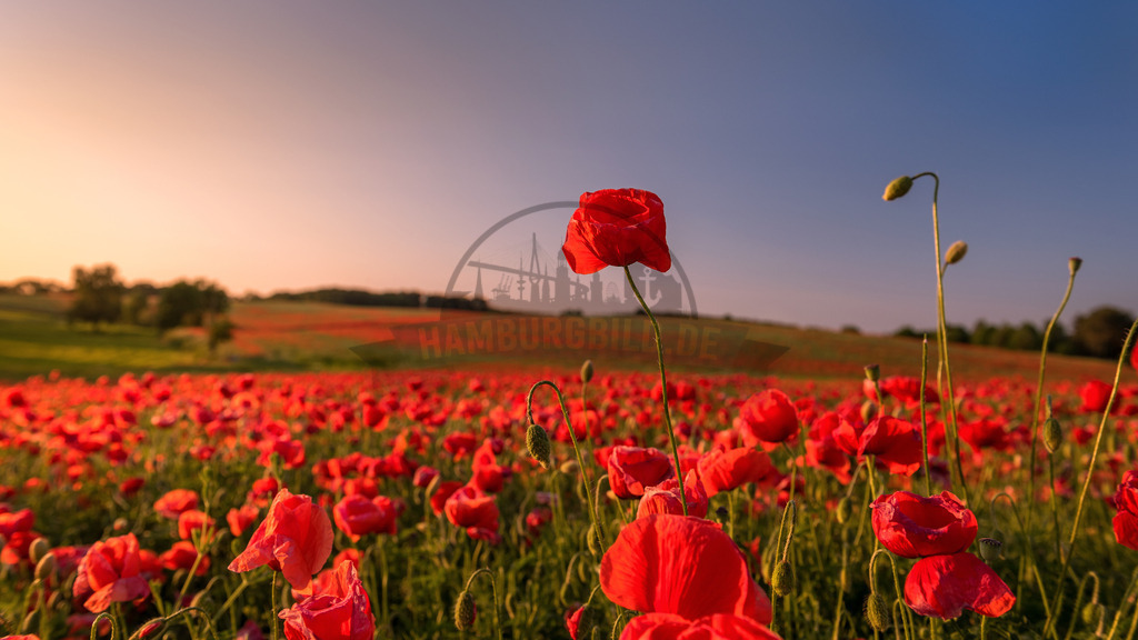 stativkunst-574 | Exklusive Hamburg collagen, tolle Segelbilder und viele weitere tolle Motive auf Leinwand, Poster, Alu-Dibond, u.v.m. findet Ihr bei uns auf hamburgbild.de. Findet Euer Wandbild für Euer Zuhause, Büro oder die  Praxis…. - Realisiert mit Pictrs.com