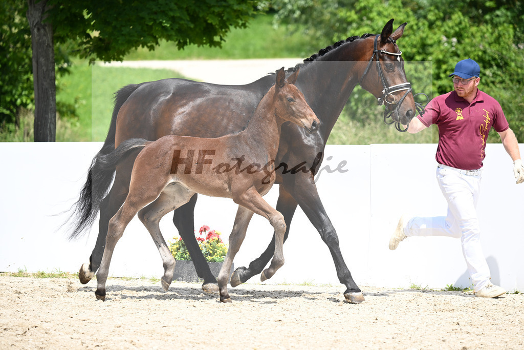 Olesko x Diarado_HF_Huttrop-Hage_13250906 | hf-fotografie - Realizzato con Pictrs.com