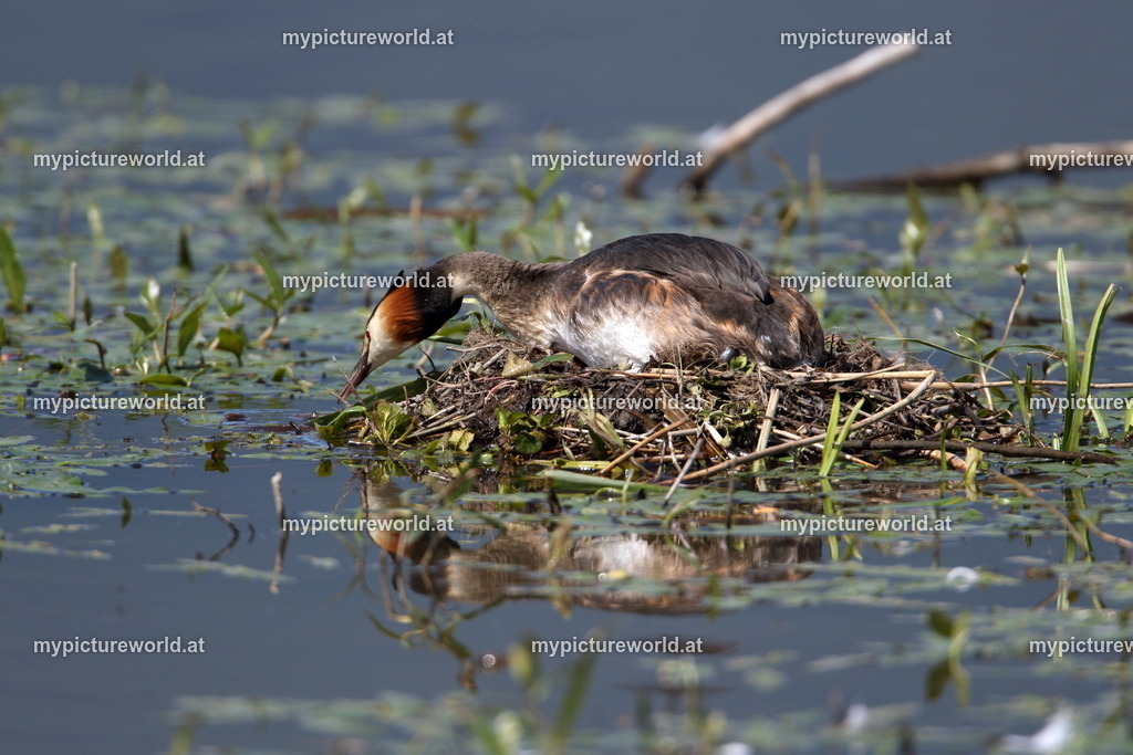 Haubentaucher-092 | Das Bilderarchiv über Tiere, Planzen und Landschaften. In der Bilddatenbank finden Sie ein große Auswahl an hochwertigen Bilder für Ihre Werbung - Realisiert mit Pictrs.com