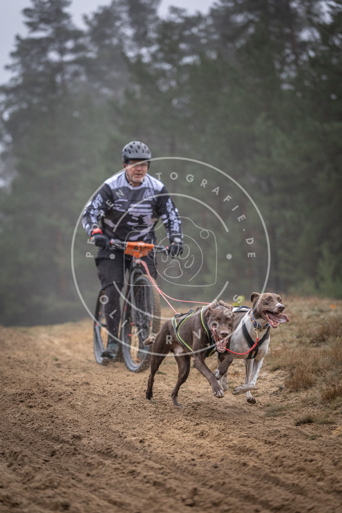 Pfotenfotografie_DV3A0853 | Hundefotografie, Tierfotograf, Pfotenfotografie, Fotoshooting Hund, Hunde Portrait, Hundesport, Hundeportraits, Heideshooting, Hunde, Sportfotograf, Hundefotograf, Turnierhundsport, THS,  - Realisiert mit Pictrs.com