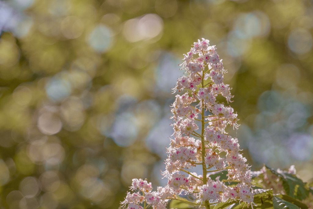Kastanienblüten | Kastanienblüten vor einem lichtdurchfluteten Hintergrund. Die Farben in dem Bild sind sehr zurückhaltend, verleihen ihm eine romantische Stimmung. — Auflösung des Originals: 8256 x 5504 px. - Realisiert mit Pictrs.com