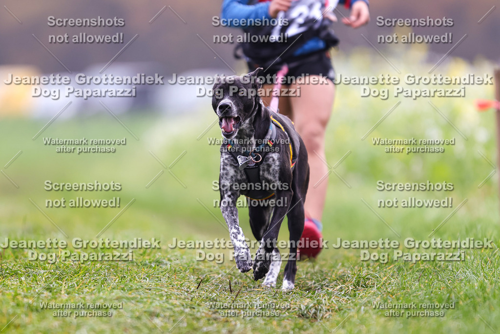 Dog Paparazzi - Visbeck 25 -338 | Dog Paparazzi Jeanette Grottendiek Fotografie & Videografie - Realisiert mit Pictrs.com