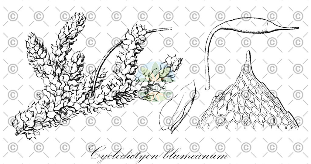 HistAbb_wfo-0001114193_2_ENZY_Simple | Historische Abbildung von Cyclodictyon blumeanum - Callicostaceae | Historical Illustration of Cyclodictyon blumeanum - Callicostaceae