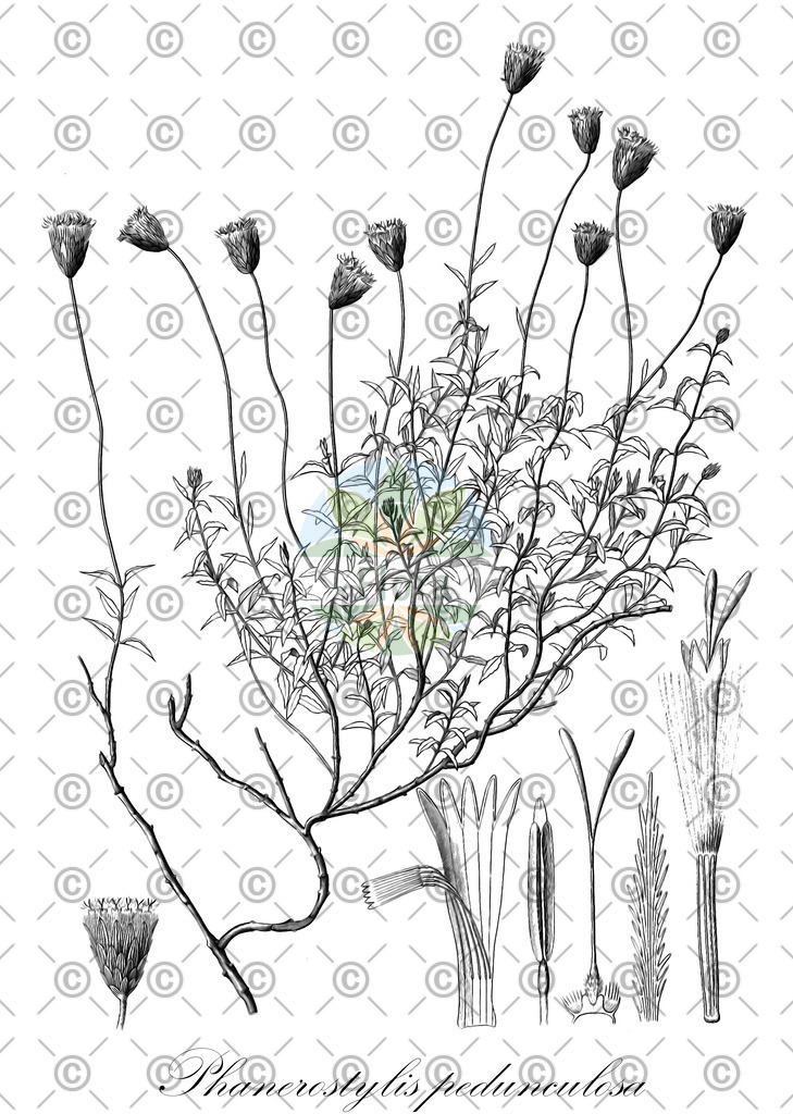 HistAbb_wfo-0001292917_1_ENZY_Simple | Historische Abbildung von Phanerostylis pedunculosa - Asteraceae | Historical Illustration of Phanerostylis pedunculosa - Asteraceae