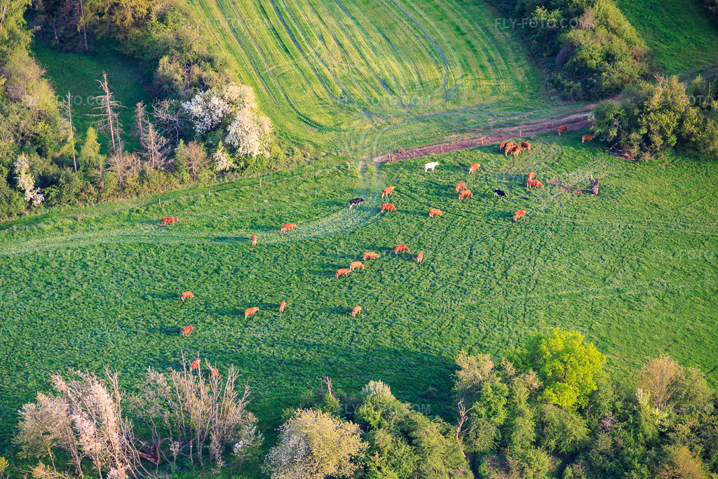 Aerial view: Herd of cattle on a green pasture in Lachambre in the state Moselle, France. – Photo: IMG_154311.jpg taken on 04/17/2026 by Werner Riehm/FLY-FOTO.com – Resolution of the original: 6000 x 4000 px