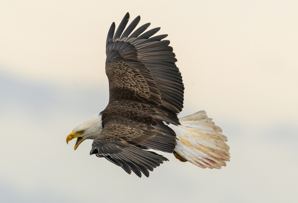 2025-328 | Weißkopfseeadler an der Pazifikküste in Alaska bei Anchor Point, Kenai Peninsula. - Realisiert mit Pictrs.com