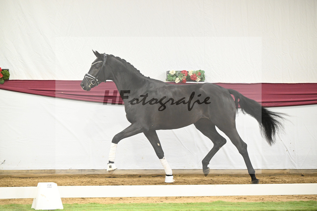 Kat-Nr. 56 Fair Deal x Fuerst Heinrich_Wilhelm u. Marvin Klausing GbR_47252093 | hf-fotografie - Realisiert mit Pictrs.com