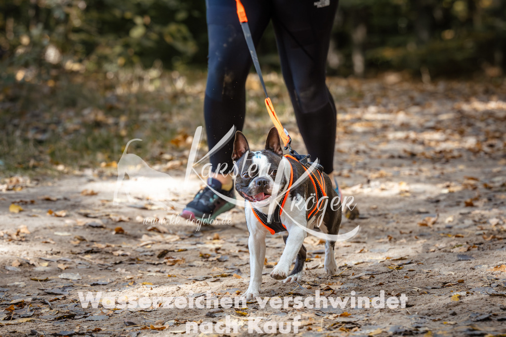 1247_ZZ96214 | kk-dogfotos