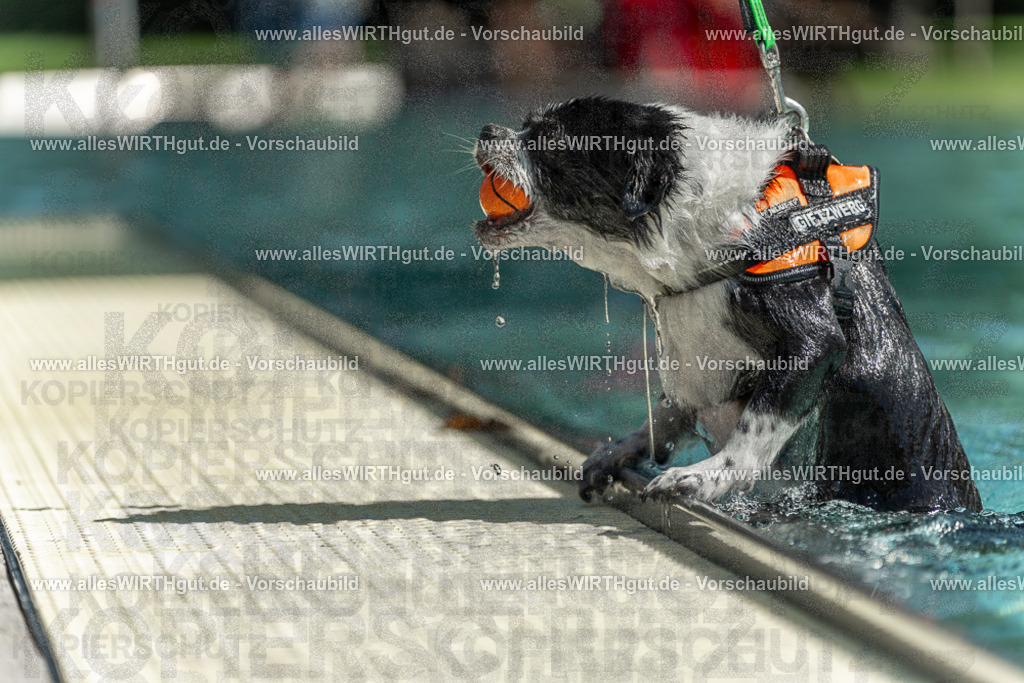 Hundeschwimmen_Volksbad_2026-allesWIRTHgut_Tierfotografie-2609061228-113821-7R500061 | Professionelle Tierfotografie in Mönchengladbach von Daniel Wirth (allesWIRTHgut). Liebevolle & natürliche Bilder von Hunden & Katzen für unvergessliche Erinnerungen.