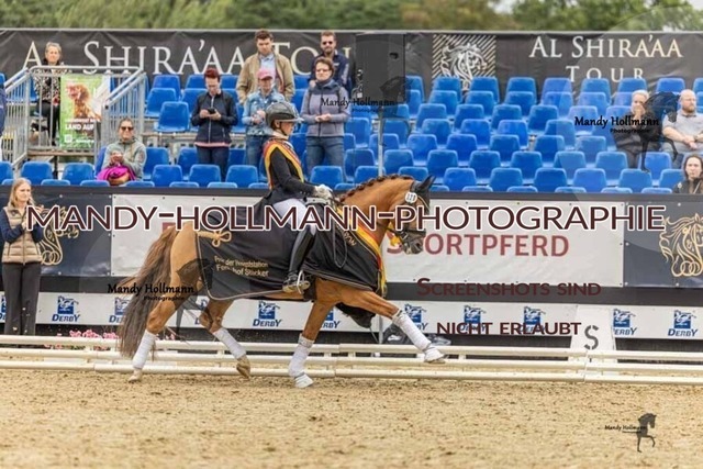 30-8-26 4j Hengste-479 | mandyhollmannphotographie