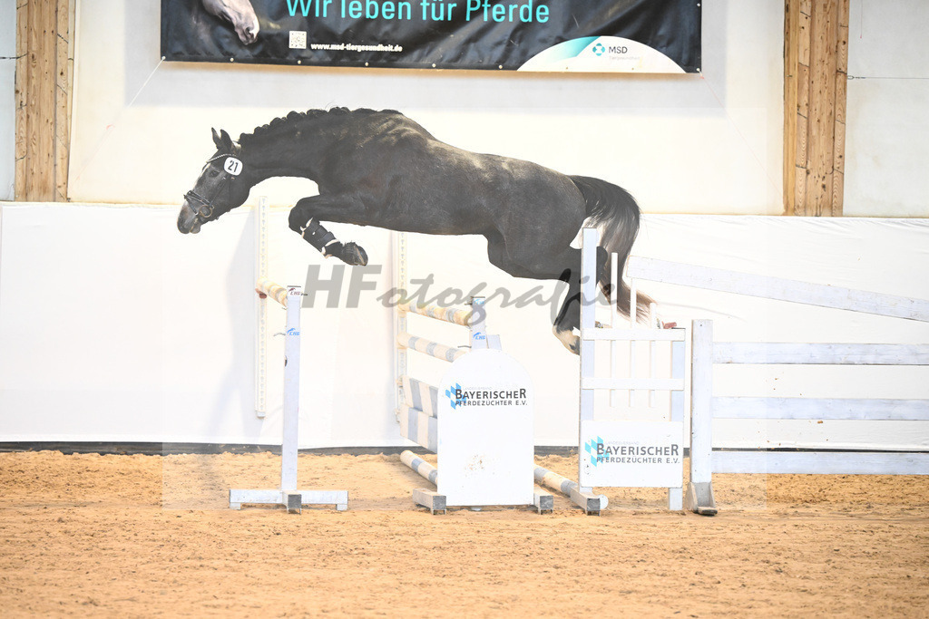 Kat-Nr. 21 v. Hickstead White_Stecher_6241161 | hf-fotografie - Realisiert mit Pictrs.com