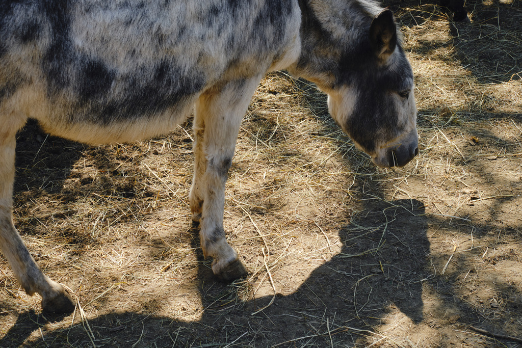 Esel auf einem Eselhof | Austria - May 01, 2025: Esel auf einem Eselhof. - Realisiert mit Pictrs.com