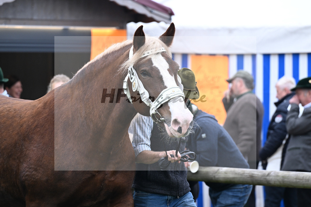 Kat-Nr. 24 Escara S v. Salieri S_Ulrich_41250593 | hf-fotografie - Realizzato con Pictrs.com
