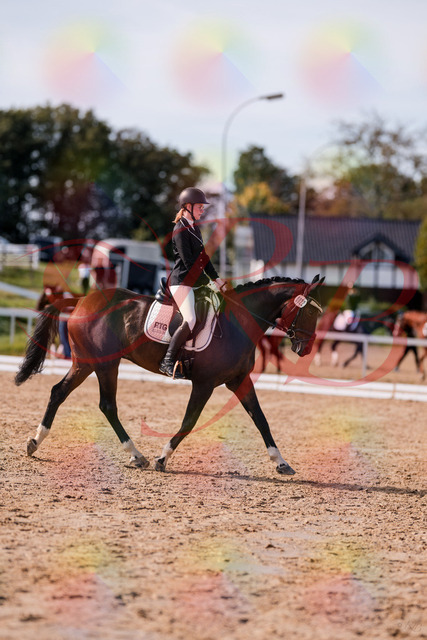 2026_10_03_Siefer-Hof_132235_Z81_72079348 | Professionelle Reitsport-, Turnier- und Eventfotografie von Robert Broda. Galerien mit ausgewählten und bearbeiteten Bildern direkt online ansehen und bestellen.