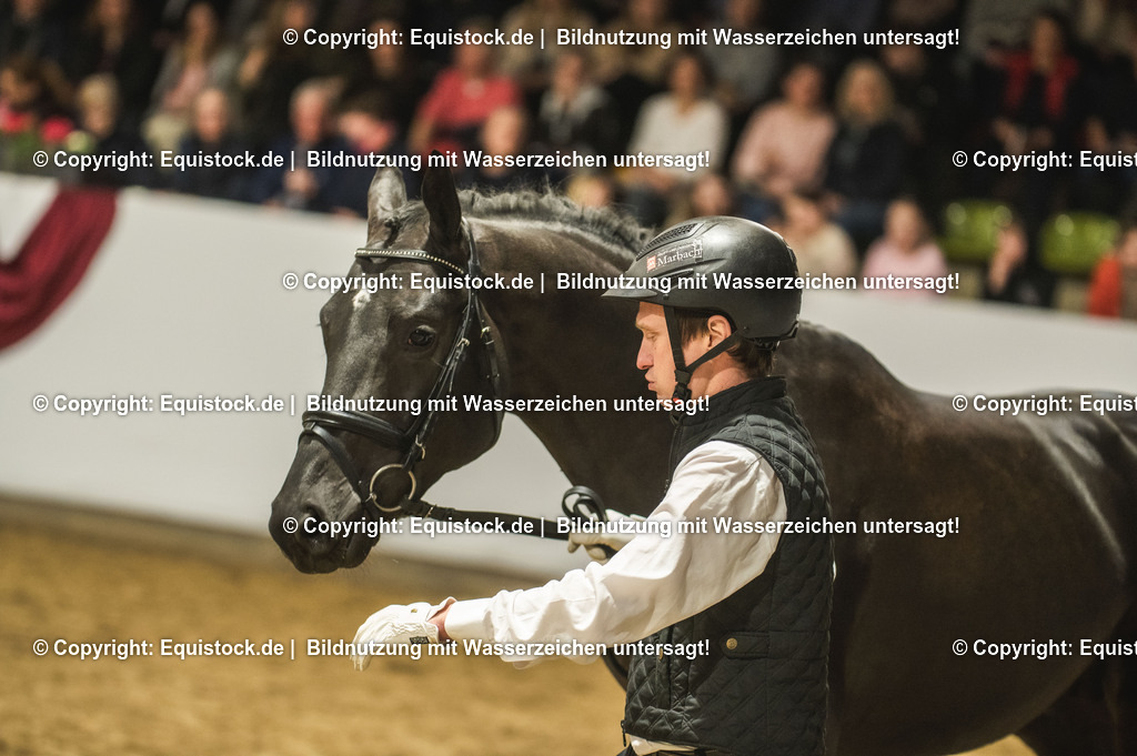 20240302_Hengstvorstellung_Marbach_TOMsPiC_1284 | equistock